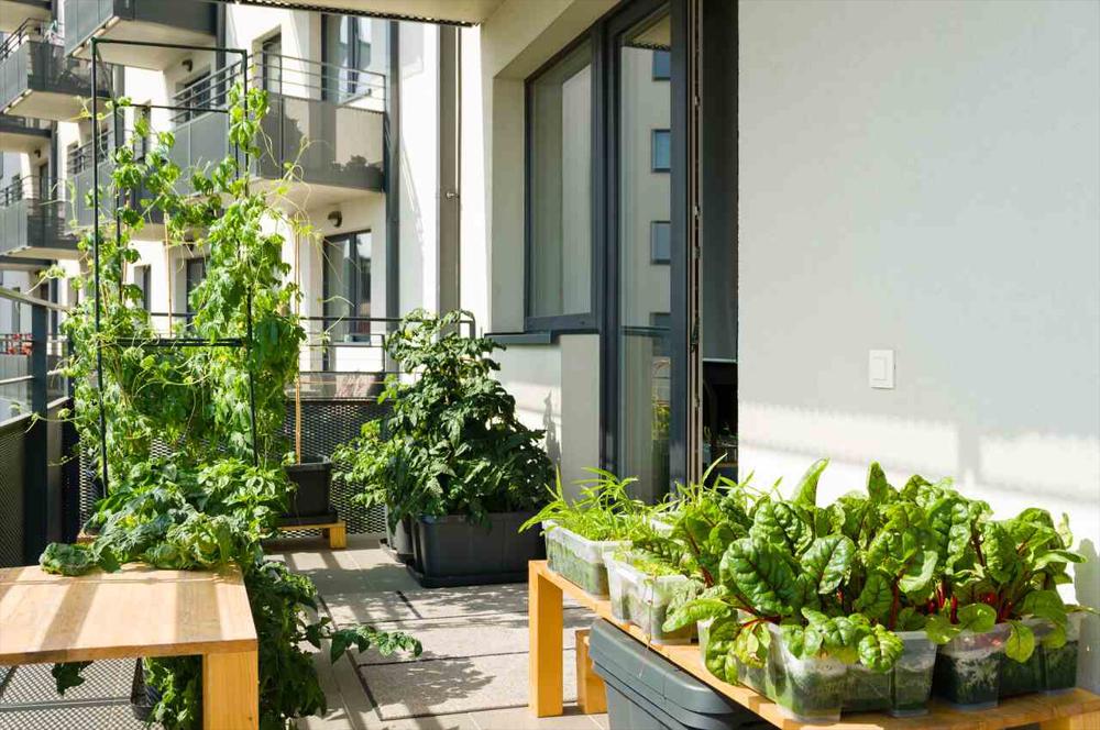 Bitkilerin yer aldığı bir balkon