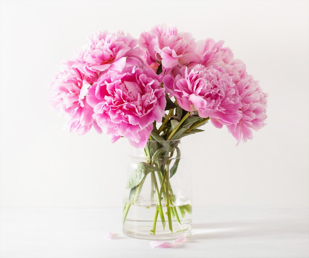 pink flowers in a vase