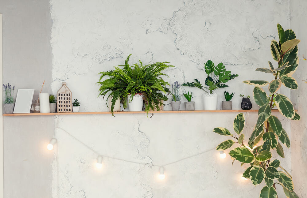 plants placed above bed