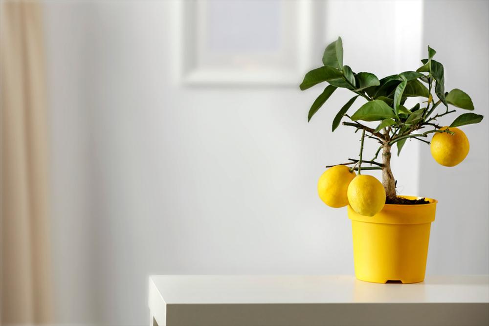lemon tree on table